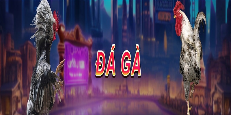 Sảnh đá gà đem đến những cuộc so tài căng thẳng 